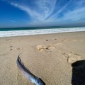 Especie de pez encontrado en Playa Palmares