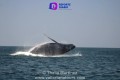 Extranjeros arriesgan su vida acercándose extremadamente a una ballena
