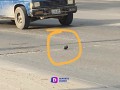 Falsa alarma en avenida México: Artefacto explosivo resulta ser juguete para perro