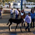 Francisco "El Gallo Elizalde" se presentará en el Festival Internacional del Caballo