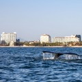 Gigantes y maravillosas #ballenas en #Vallarta