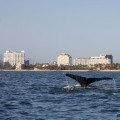 Gigantes y maravillosas #ballenas en #Vallarta
