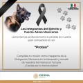 Gracias 'Proteo', perro rescatista mexicano muere en #Turquía