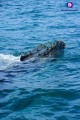 Grandioso rescate a una ballena jorobada