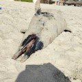 Hallazgo trágico en Bucerías Centro: Delfín muerto con signos de violencia