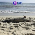 Hallazgo trágico en Bucerías Centro: Delfín muerto con signos de violencia