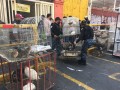 Incendio en el Mercado de Sonora destapa maltrato animal