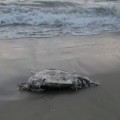 Investigan autoridades muerte de tortuga