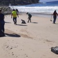 Investigan causa de muerte de peces sable