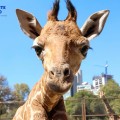 Invitan a ponerle nombre a la Jirafita nacida en el Zoológico de Chapultepec.