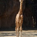 La jirafita nacida en el Zoológico de Chapultepec ya tiene nombre