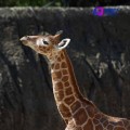 La jirafita nacida en el Zoológico de Chapultepec ya tiene nombre