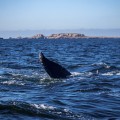 La naturaleza impacta con avistamiento de ballenas