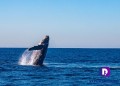 Las #ballenas en todo su esplendor como siempre en #PuertoVallarta