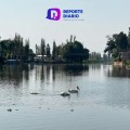 Llegan pelicanos a la Ciudad de México