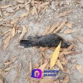 Misteriosa muerte de aves y gallinas en la Calle Azucena, Colonia La Floresta