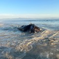Muere ballena en Playa Destiladeras