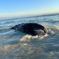 Muere ballena en Playa Destiladeras