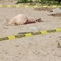 Muere huésped en playa de la Ciudad