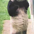 Muere Shuan Shuan la panda gigante más longeva de México.