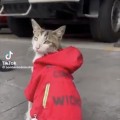 Muere ‘Wicho’, el gatito bombero capitalino