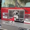 Muere ‘Wicho’, el gatito bombero capitalino