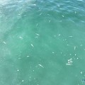 Mueren peces por falta de oxigenación