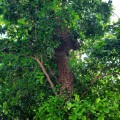 Mueven y reubicarán panal de abejas con ayuda de AZPER