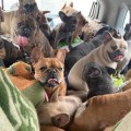 Mujer rescata 50 perritos de la guerra en Ucrania