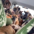 Mujer rescata 50 perritos de la guerra en Ucrania