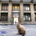 Murió el gato de Palacio Nacional