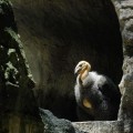 Nacen dos cóndores de California en el Zoológico de Chapultepec