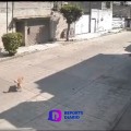 Patrulleros matan al perro Peluche quien vivía en Chimalhuacán