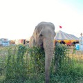 Pese a restricción, circo exhibe a un elefante