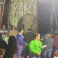Pese a restricción, circo exhibe a un elefante