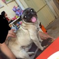 Petición de Ayuda para Localizar a Dos Perritos Pug Extraviados en Coapinole