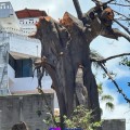 Por proyecto del Gobierno Federal, talan árbol centenario