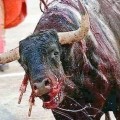 Prohibidas las corridas de toros en la Plaza México