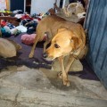 Realizan rescate de animales de casa de seguridad en Topilejo