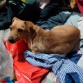 Realizan rescate de animales de casa de seguridad en Topilejo
