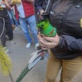 Rescatan a un Quetzal en calles de la CDMX