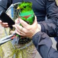 Rescatan a un Quetzal en calles de la CDMX