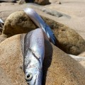 Servicios Públicos comienza a levantar peces muerto