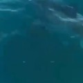 Tremendo tiburón en Punta de Mita.