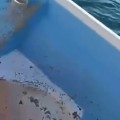 Tremendo tiburón en Punta de Mita.