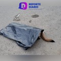Tres Perros y Tres Gatos Víctimas de Envenenamiento en Ixtapa