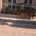 Un lindo gatito paseando por Tecuala
