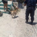 Un perro agresivo, un policía lesionado y un detenido