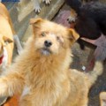 Voluntarios salvan animales atrapados en Ucrania