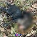 Ya son 22 perritos asesinados y con signos de tortura en Xochimilco